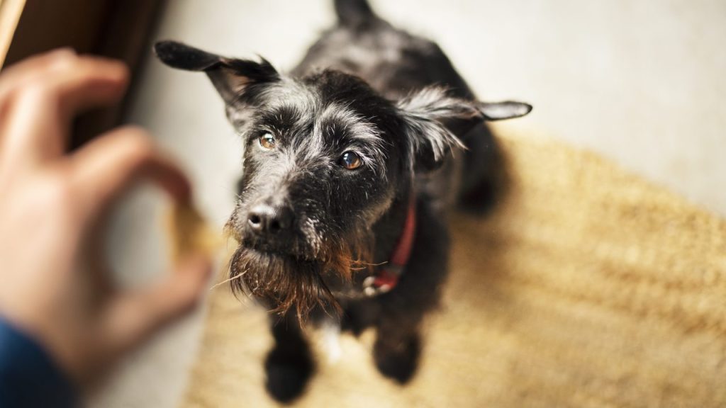 Positive reinforcement training uses treats to encourage good behaviors.