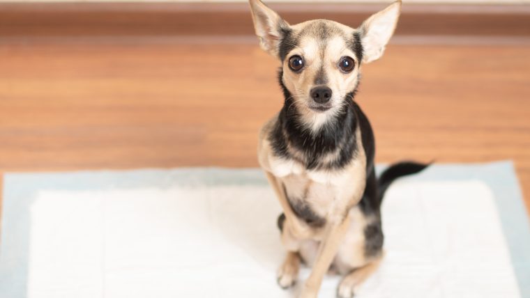 A Chihuahua practicing potty pad training