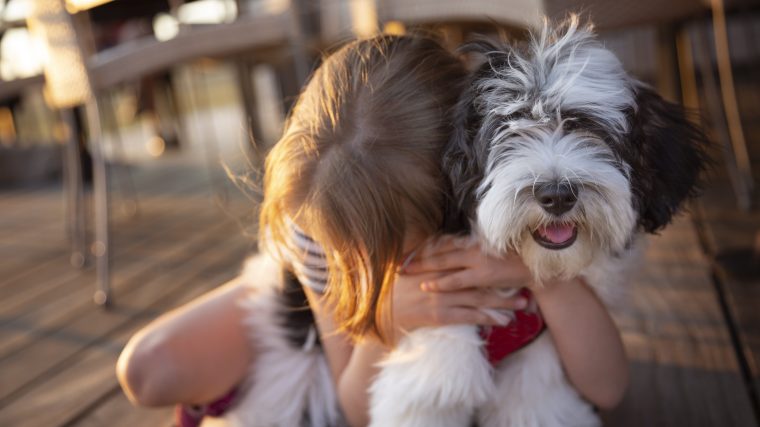 A Havanese with their human