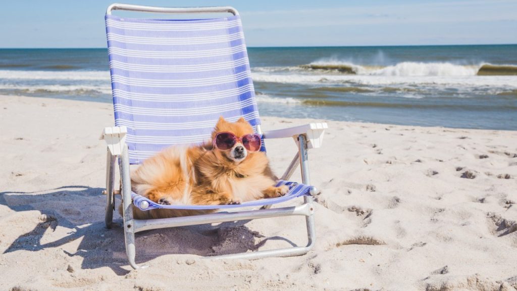 A Pomeranian enjoys some time in the sun.