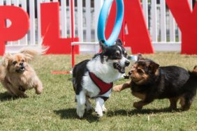 dogs playing at dog park