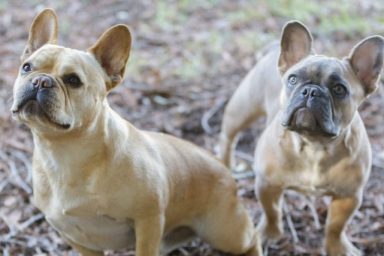 French Bulldogs are part of the bully breed group