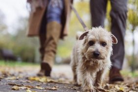 dog walk in woods avoid coyotes