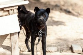 dogs rescued from suspected dog fighting ring