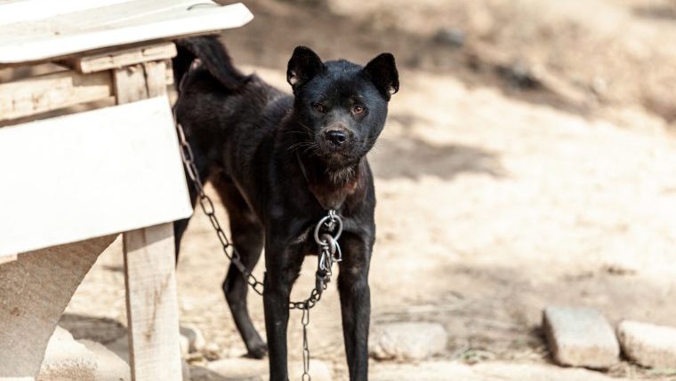 dogs rescued from suspected dog fighting ring