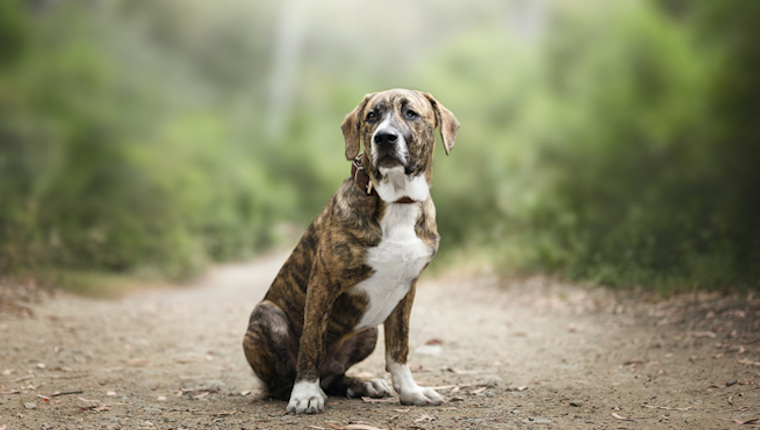 cute puppy mastiff sitting and enjoying in nature