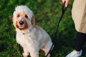 Goldendoodle sitting for training