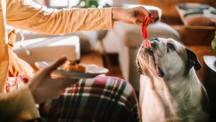 feeding dog table food common mistakes new dog owners make