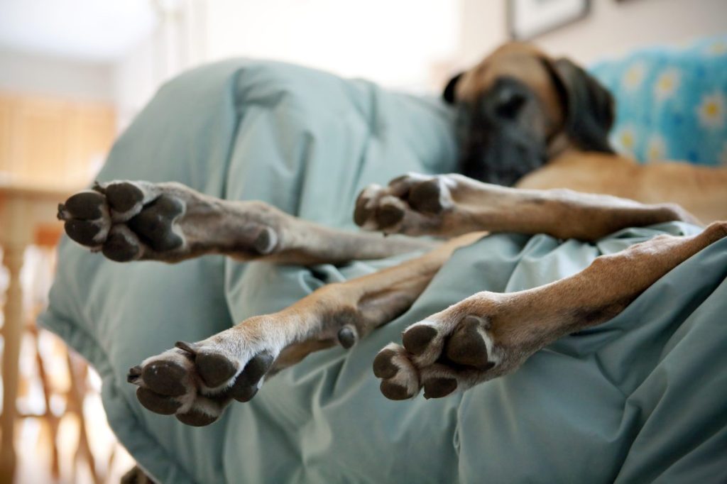 Great Dane dog sleeping on couch with paws hanging off.