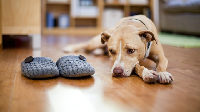 Terrier mix showing a sign that a dog isnt getting enough attention