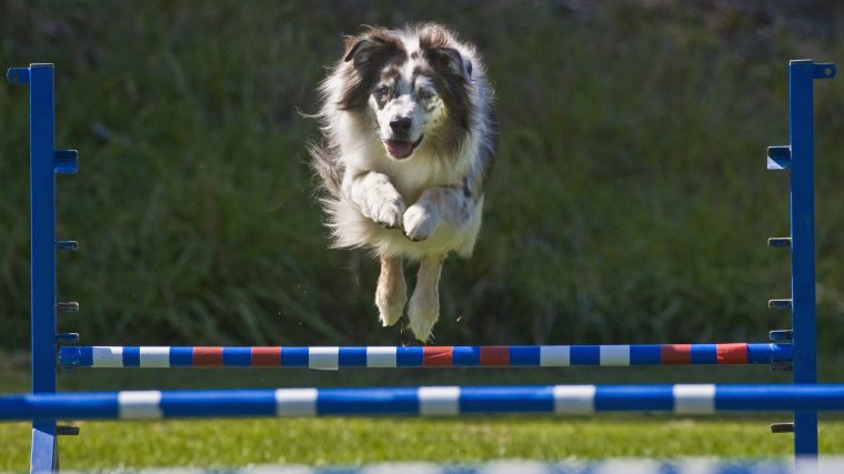 Australian Shepherd on an agility course