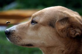 bee on dog nose how to keep dog safe from bees