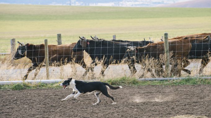 A Border Collie demonstrates prey drive