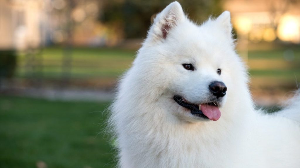 Rescued Samoyed Walks Red Carpet at Cannes