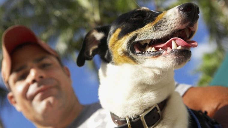 close-up of dog with man in background dog adoption scan