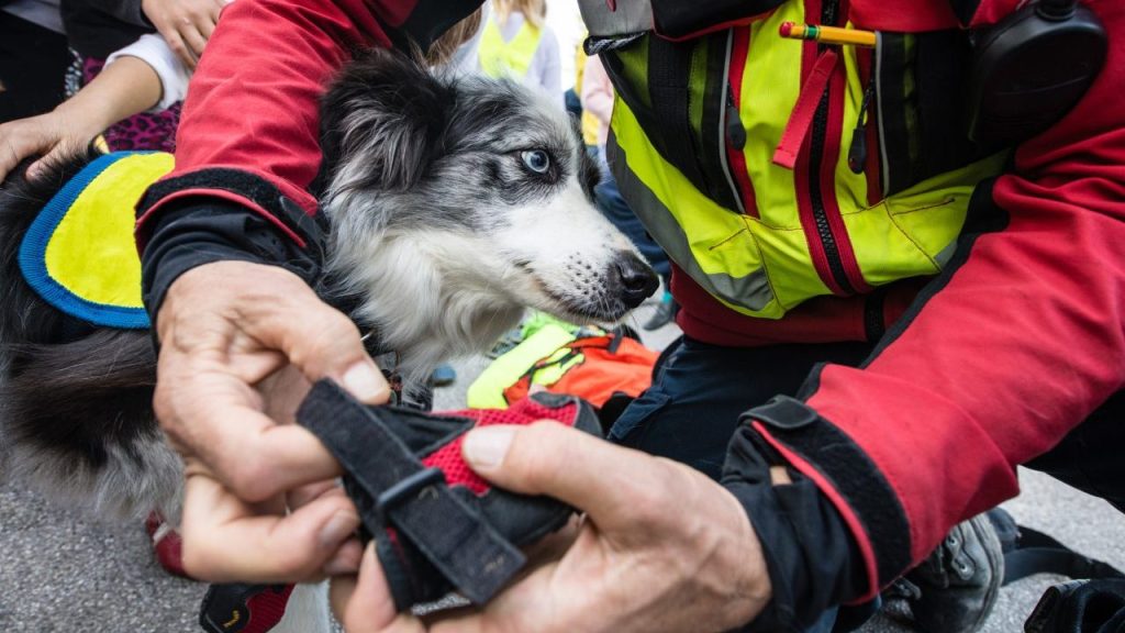 injured dog with first responder dog rescued by firefighters