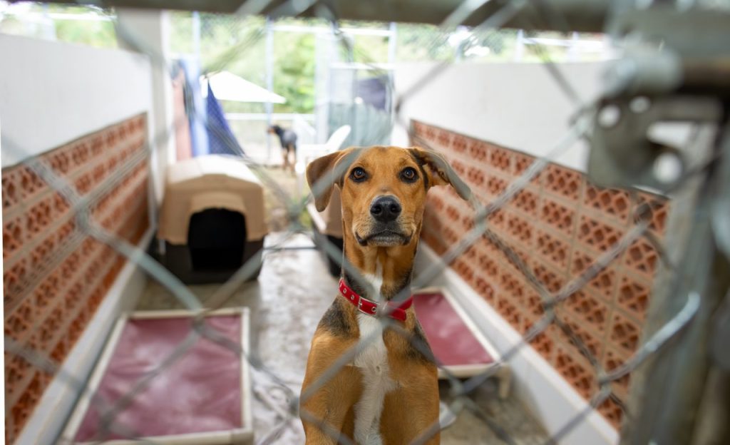 large dog breed in kennel at animal shelter needing adoption