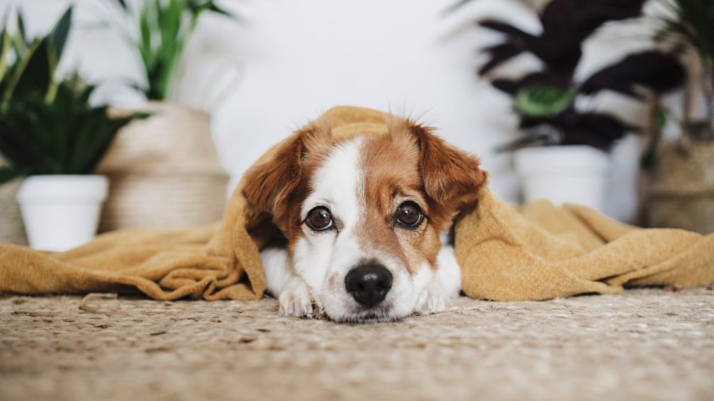 dog lying on floor covered in blanket what does it mean when a dog shakes