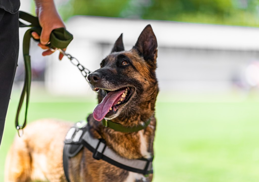 happy Malinois dog law enforcement dogs