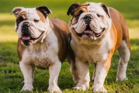 two happy bulldogs outside ready for another dog