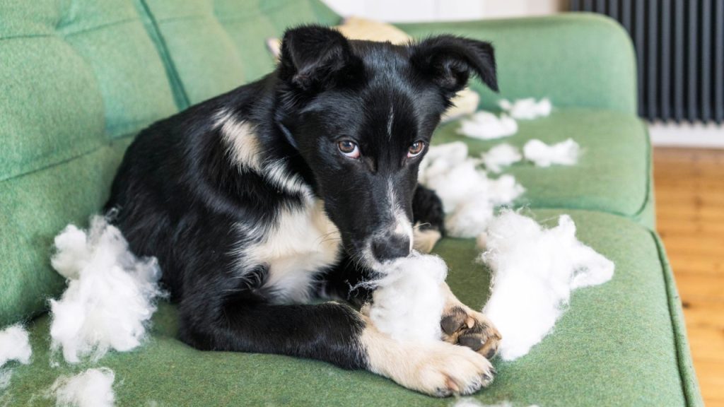 Border Collie caught misbehaving on couch and giving a guilty look or look of shame towards camera.