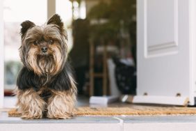 This Yorkshire Terrier knows some tricks to being a well-behaved dog.