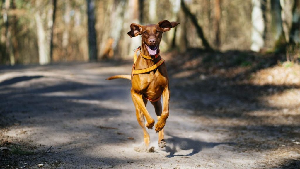 happy dog running off-leash in woods