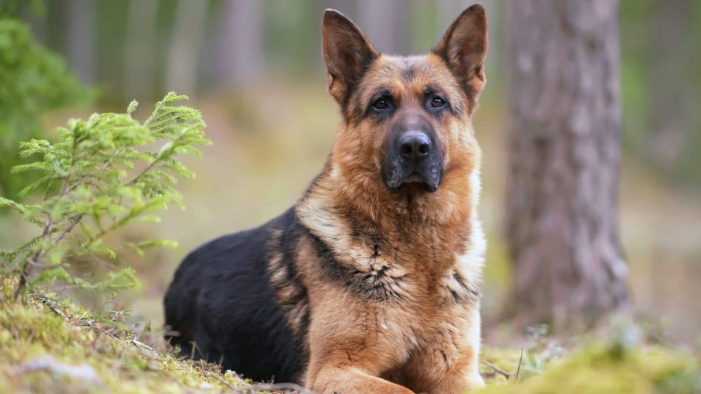 A German Shepherd lying down in a forest. 