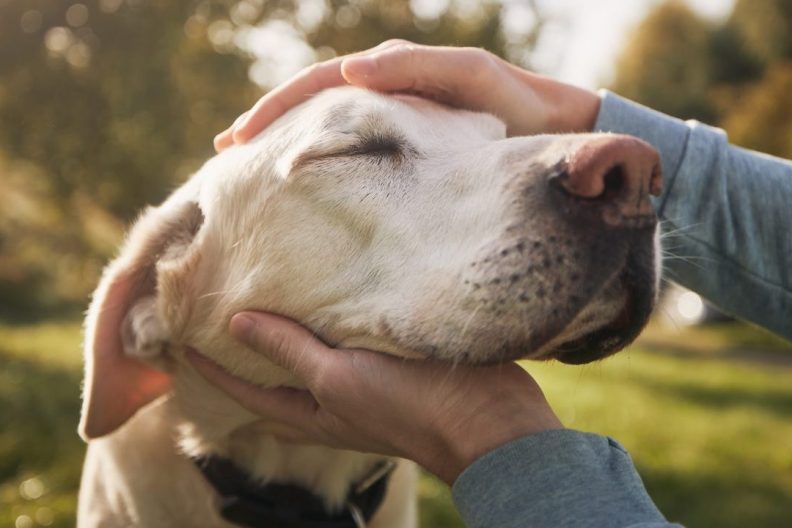 Dog's face being held by a person out of scene.