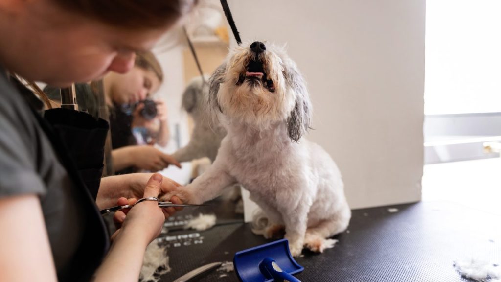 Maltese getting nails trimmed by a dog groomer