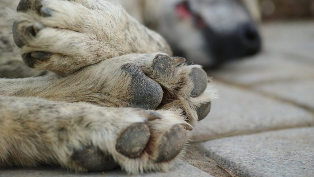 close up of paws of dead dogs on ground