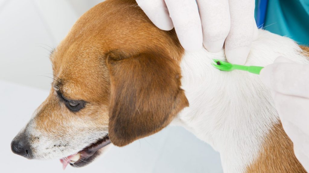 Anaplasmosis in dogs is caused by ticks. This is a beagle having a tick removed by a vet.