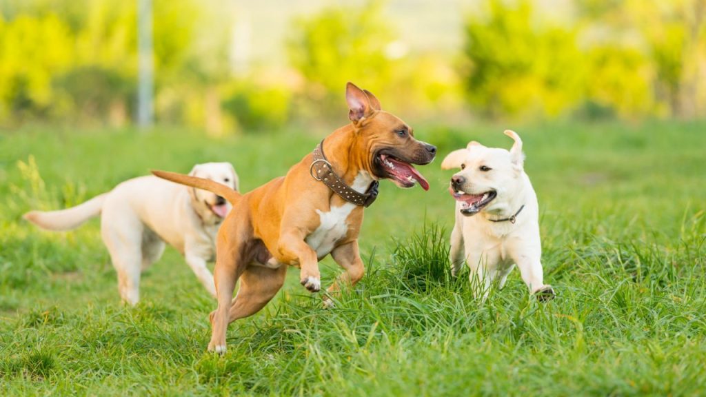 Three canine companions happily running and playing together in a field of grass. Dogs appear to be living their best life.