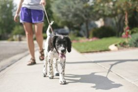 These tricks for walking your dog can help make a walk go more smoothly.