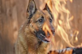 closeup of dog's face by fire flames as a German Shepherd hopes to be rescued