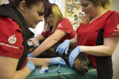 A dog receiving a blood transfusion under veterinary care.