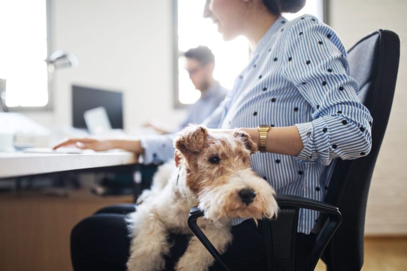 Dogs offer many workplace benefits.