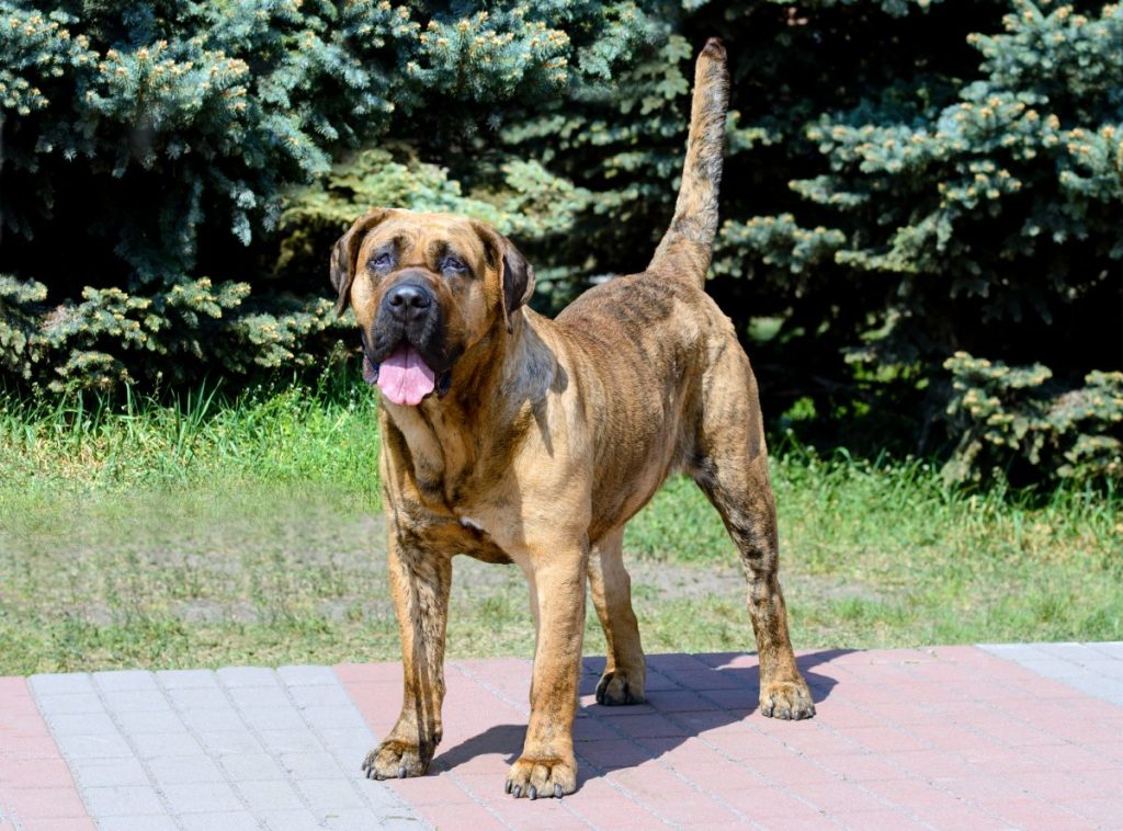 Perro de presa canario, Dogo Canario is in the city park.