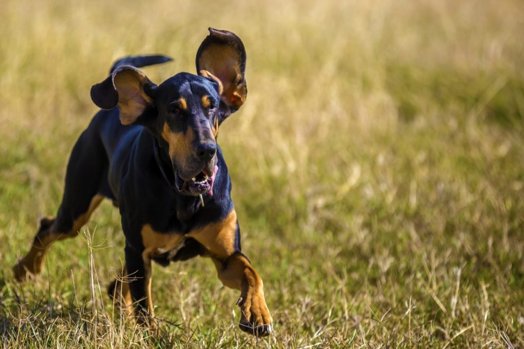 black and tan bloodhound tracking