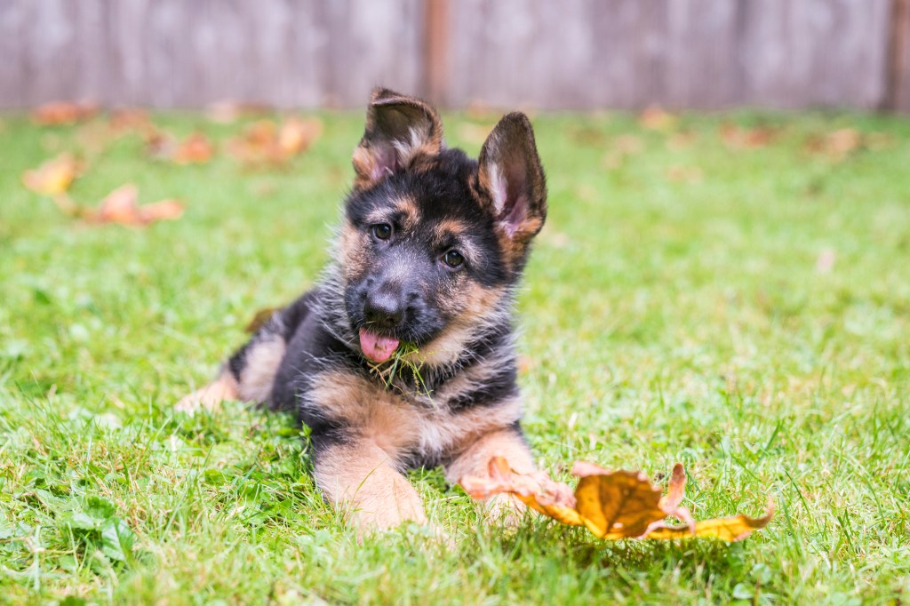 German Shepherd puppy in yard