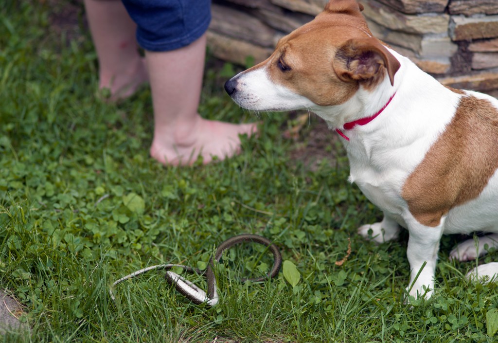 dog sitting in grass near snake