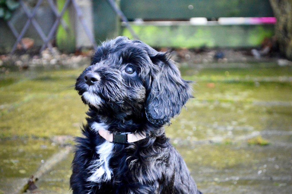 Cockapoo puppy looking up