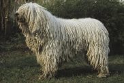 Komondor Dog standing on Grass