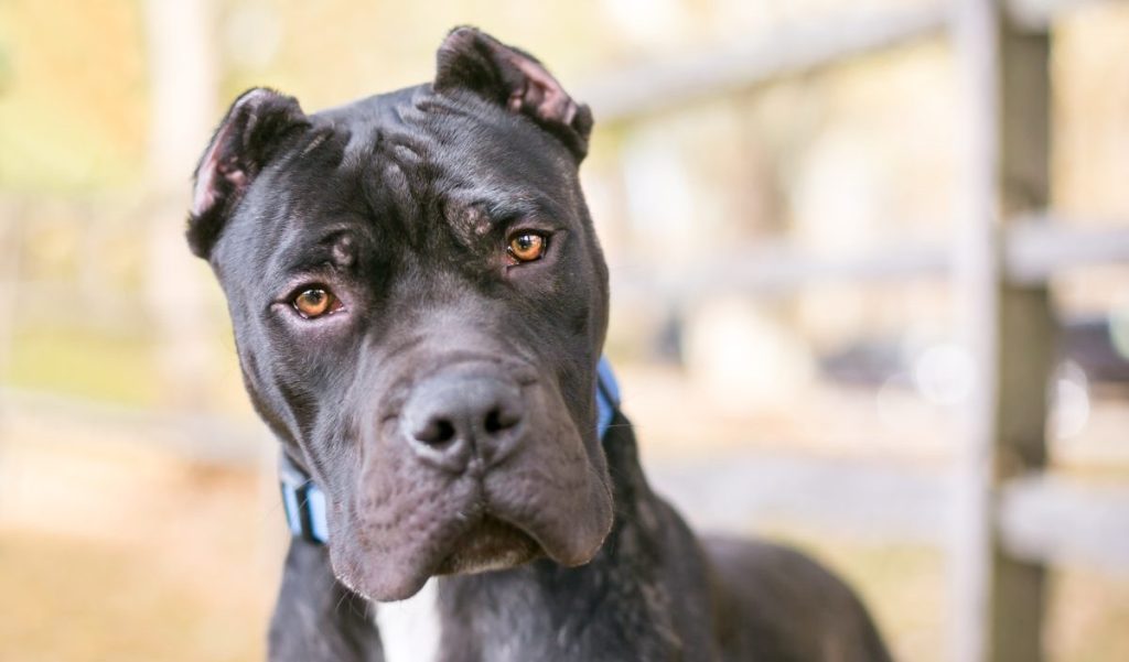 portrait of Perro de Presa Canario