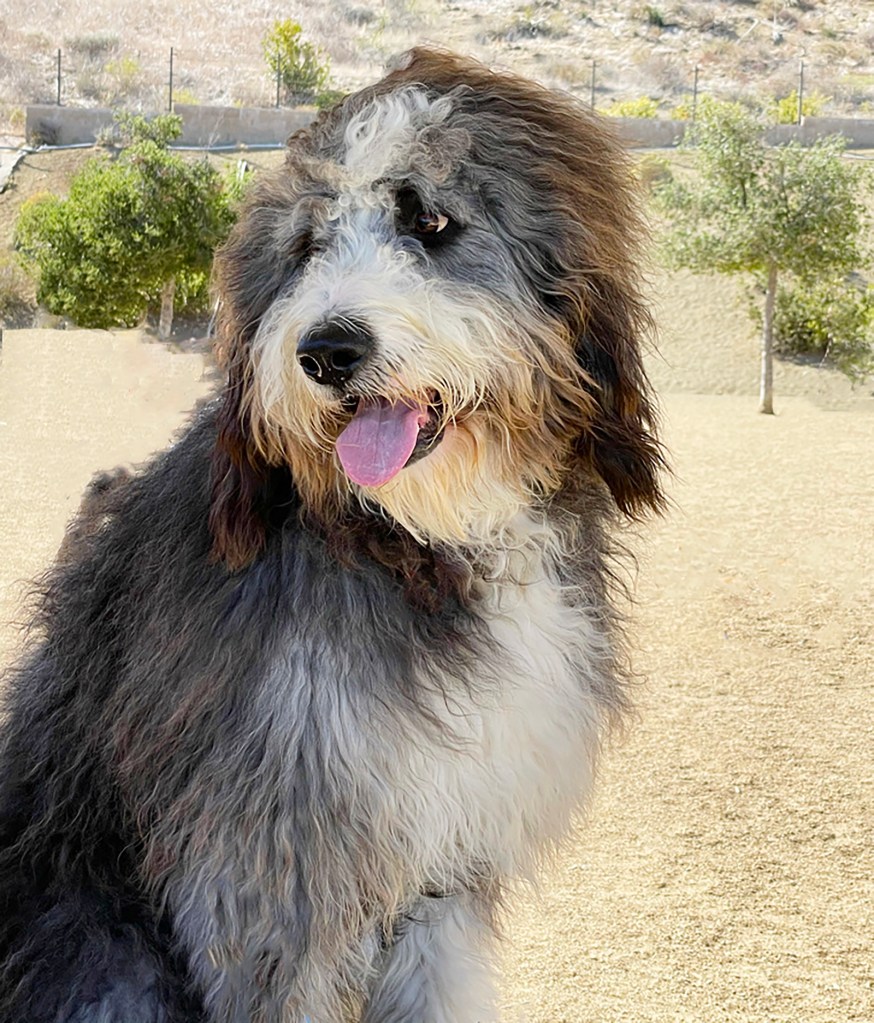 A grey and white Bernedoodle, a popular Poodle mix, sits looking away from the camera.