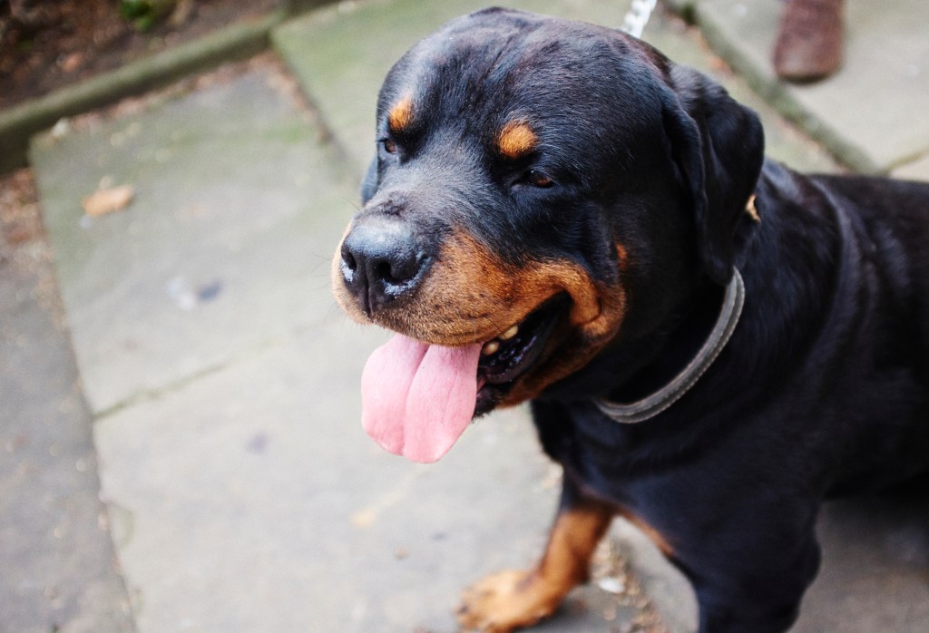 Rottweiler on a dog walk