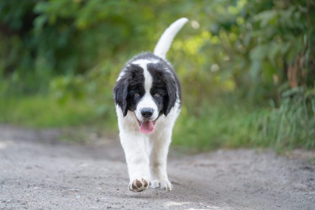 A black and white Newfoundland puppy, also known as a Landseer.