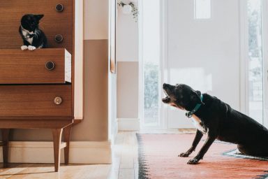 Big dog sitting on rug on the floor barking at cat in nearby chest of drawers. Dog is displaying dominant behavior.