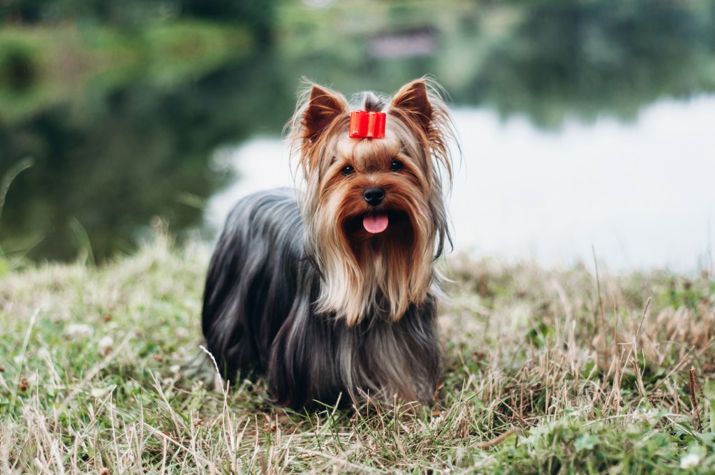 Yorkshire Terrier in grass