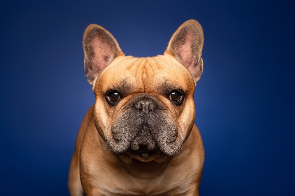 French Bulldog portrait